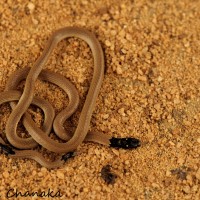 Calliophis melanurus Shaw, 1802